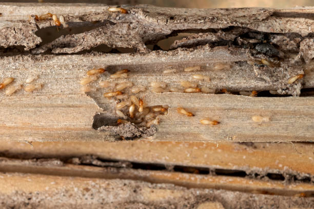 Best Residential Pest Control  in Wahneta, FL